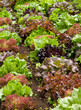 Salatfeld