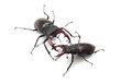 Photo: stag beetle stag beetle