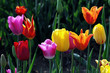 Foto: Tulpenmix Tulpenmix