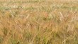 Kornfeld, Gerste Kornfeld, Gerste