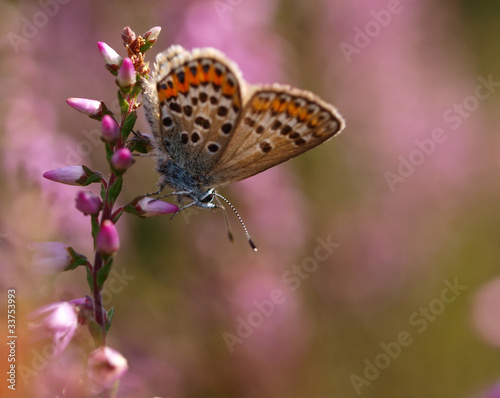 Foto: beautiful butterfly on heath beautiful butterfly on heath