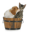 puppy and kitten