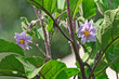 fiore di melanzana