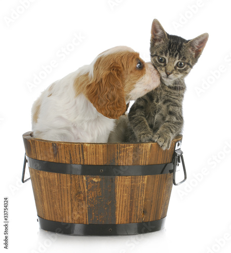 Photo: puppy and kitten puppy and kitten