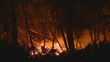 Video: Forest fire at night Forest fire at night