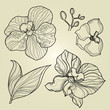 Set of floral orchid design elements