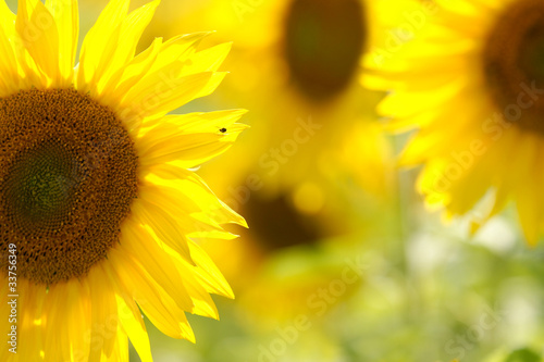 Foto: Sunflowers Sunflowers