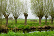 Pollard willows in landscape