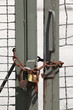 Close up on a locked gate