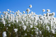 Cotton grass against a blue sky