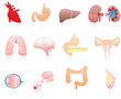 color human organs color human organs