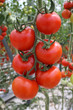 Fresh tomattoes