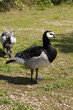 Barnacle Goose