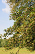 Foto: buchenzweig buchenzweig