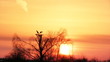 Video: Silhouette of a white storks in the nest Silhouette of a white storks in the nest