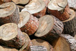 Holz