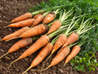 some fresh carrots with tops some fresh carrots with tops
