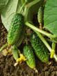 growing cucumbers