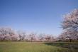 桜咲く公園
