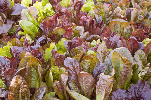 Photo: lettuce garden lettuce garden