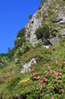 blütenpracht in den alpen