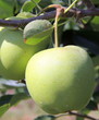 Pomme verte