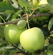 Pommes