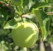 Pomme
