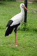 Foto: Storch Storch
