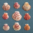 six sea Shells on blue fabric