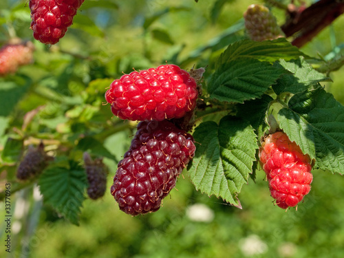 Foto: Tayberrys Tayberrys