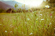 wild flowers in the mountains