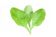 Spinach