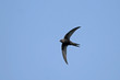 Swift flight (Common Swift / Apus apus)