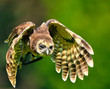 Photo: Flying owl Flying owl