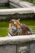 tigre in acqua