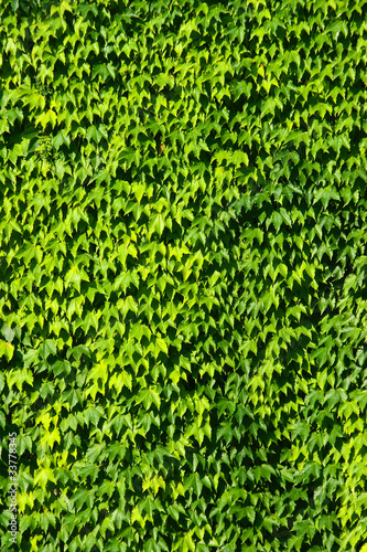 Photo: Green leaves - texture Green leaves - texture