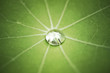 Lotuseffekt blatt mit wassertropfen