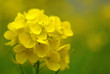 菜の花