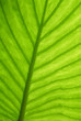 亜熱帯植物