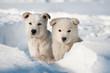 Two puppy dogs wandering. Two puppy dogs wandering.