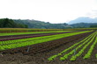 plantation de salades