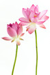 Twain pink water lily flower (lotus) and white background.