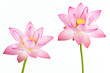 Twain pink water lily flower (lotus) and white background.