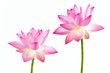 Twain pink water lily flower (lotus) and white background. Twain pink water lily flower (lotus) and white background.