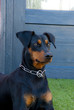 Photo: Deutscher Pinscher Deutscher Pinscher