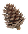 pinecone