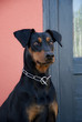Photo: Deutscher Pinscher Deutscher Pinscher