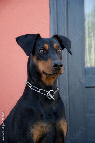 Photo: Deutscher Pinscher Deutscher Pinscher
