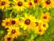 Flowers of rudbeckia on a green meadow Flowers of rudbeckia on a green meadow